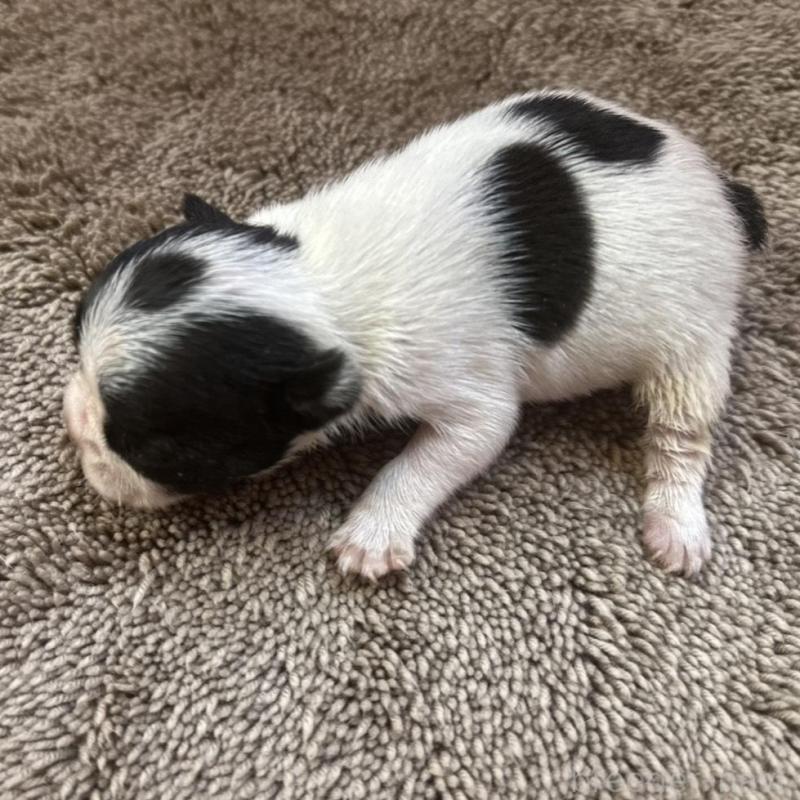 販売中の茨城県のフレンチブルドッグ-451942の2枚目