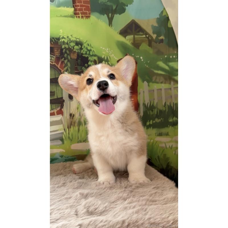 商談中の千葉県のウェルシュコーギーペンブローク-437533の9枚目