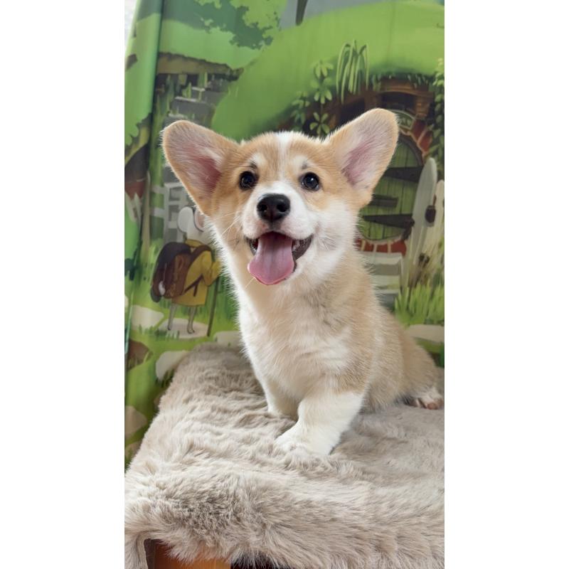 商談中の千葉県のウェルシュコーギーペンブローク-437533の8枚目