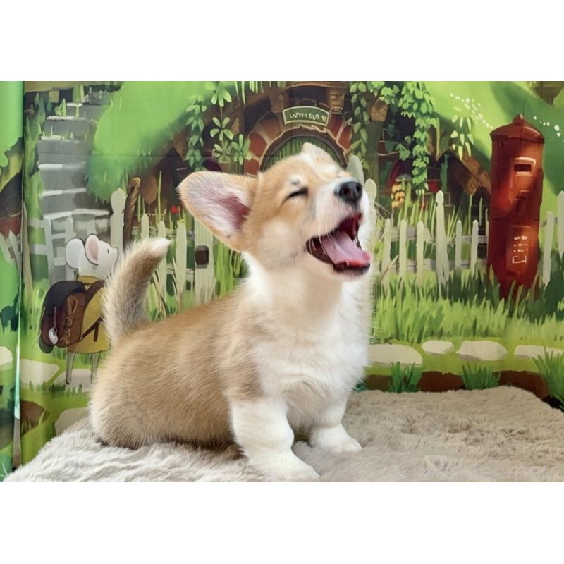 商談中の千葉県のウェルシュコーギーペンブローク-437533の6枚目