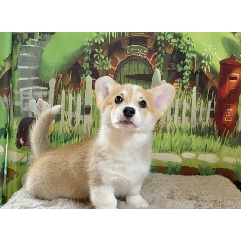 商談中の千葉県のウェルシュコーギーペンブローク-437533の4枚目