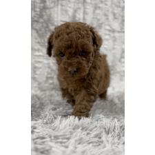 トイプードルの子犬