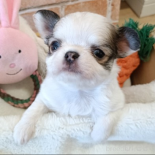 ♀︎チワワ(ロングコート)