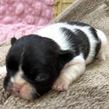 ♀︎フレンチブルドッグ