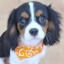 キャバリアキングチャールズスパニエルの子犬