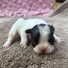 ♀︎フレンチブルドッグ