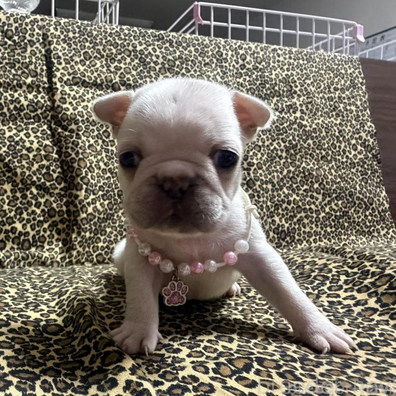 販売中の佐賀県のフレンチブルドッグ-451947