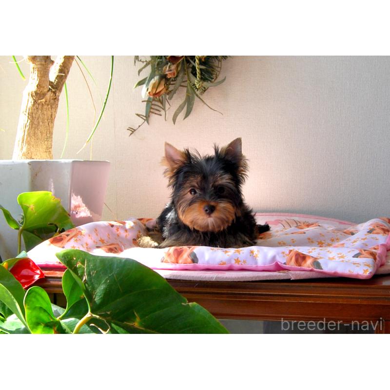 販売中の兵庫県のヨークシャーテリア-451950の8枚目