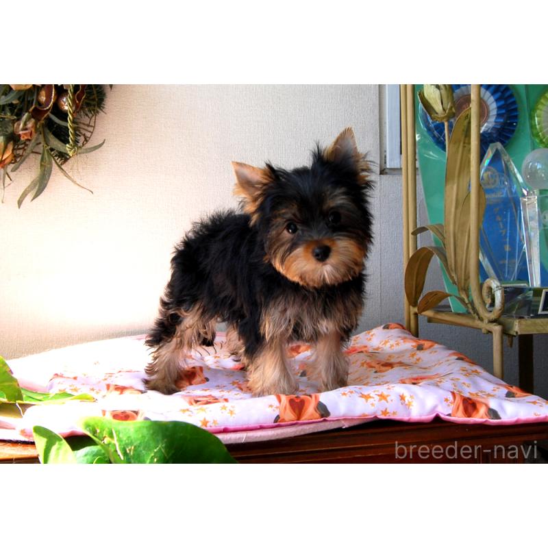 販売中の兵庫県のヨークシャーテリア-451950の7枚目