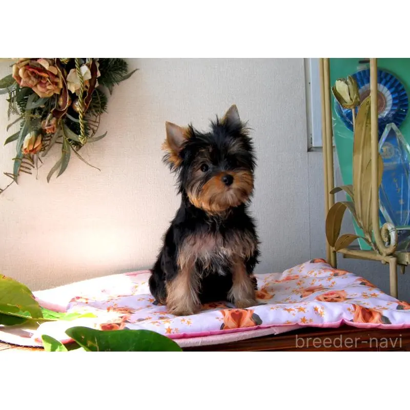 販売中の兵庫県のヨークシャーテリア-451950の6枚目