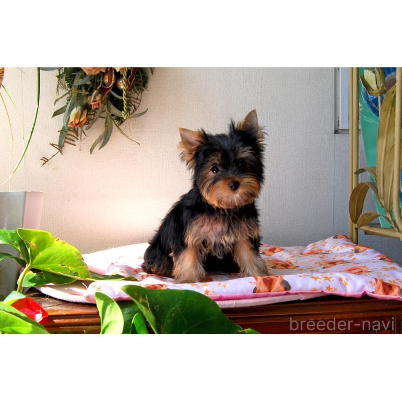 販売中の兵庫県のヨークシャーテリア-451950の5枚目