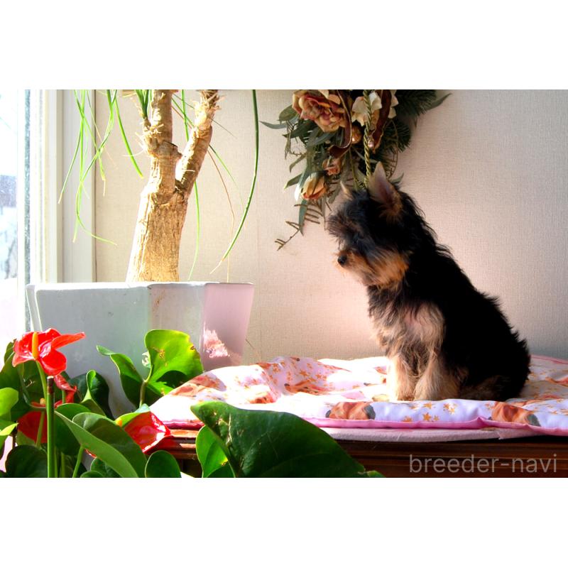 販売中の兵庫県のヨークシャーテリア-451950の4枚目