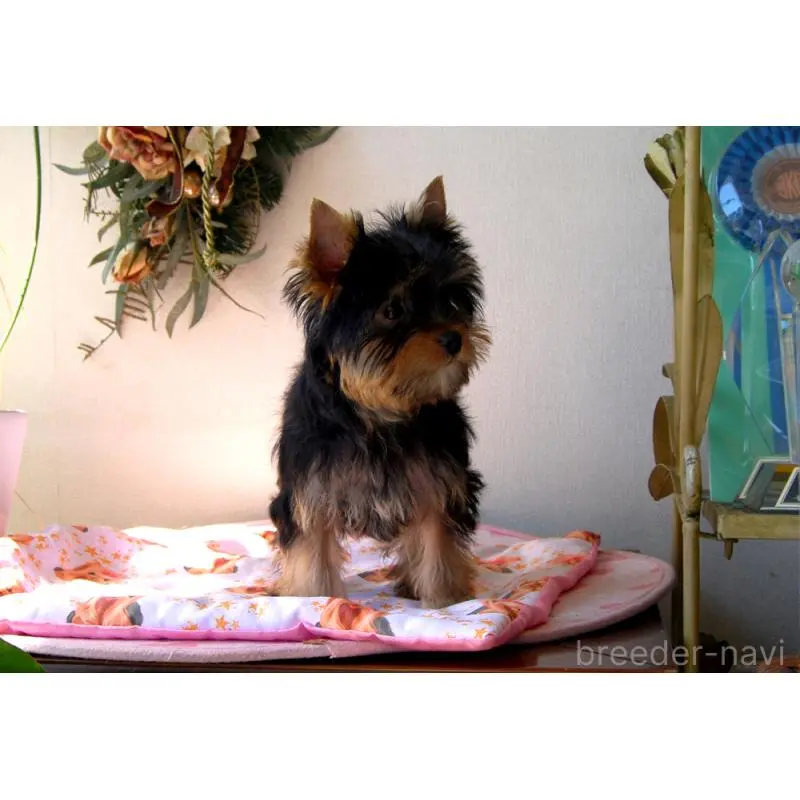 販売中の兵庫県のヨークシャーテリア-451950の3枚目