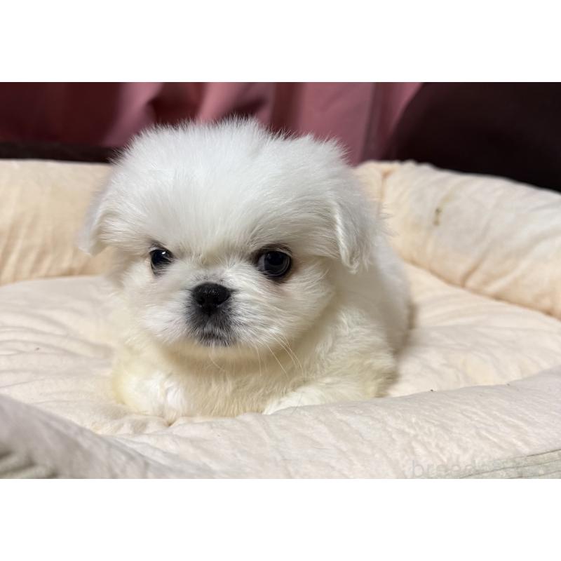 販売中の茨城県のペキニーズ-451951の9枚目