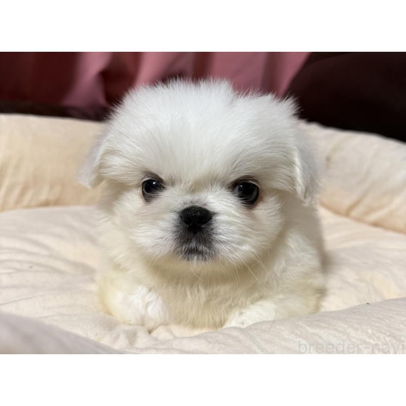 販売中の茨城県のペキニーズ-451951の8枚目