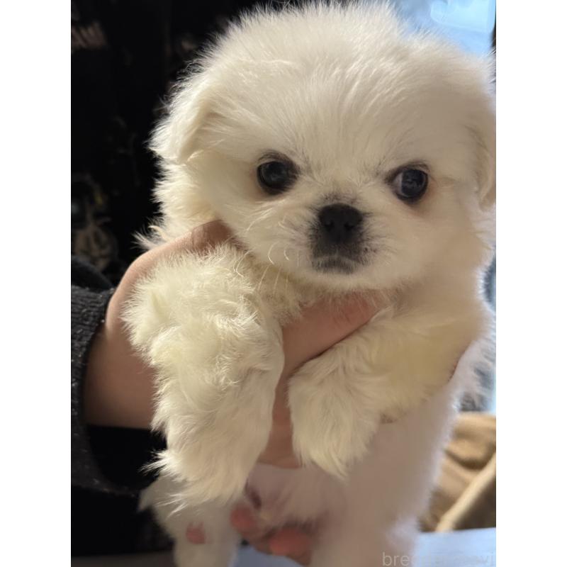 販売中の茨城県のペキニーズ-451951の7枚目