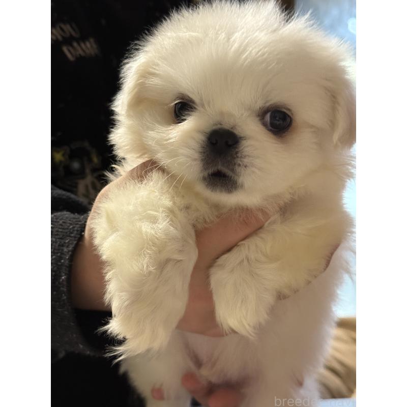 販売中の茨城県のペキニーズ-451951の6枚目