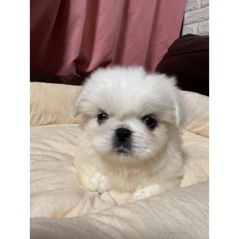 販売中の茨城県のペキニーズ-451951の5枚目