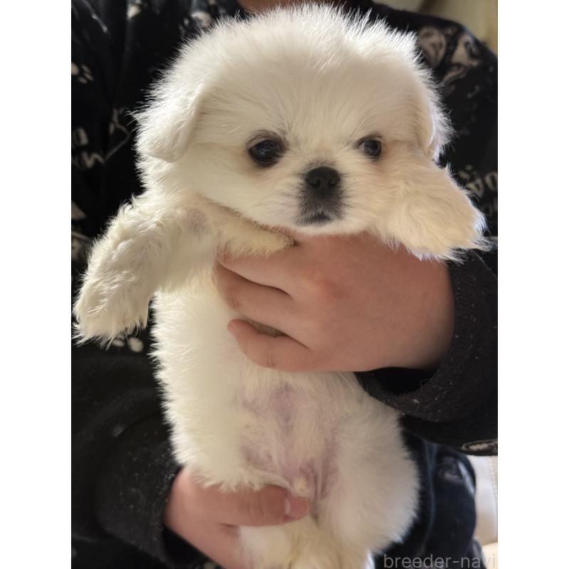 販売中の茨城県のペキニーズ-451951の4枚目