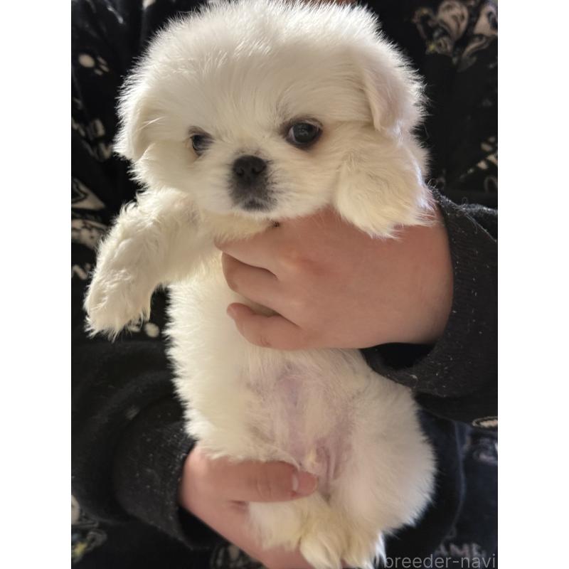 販売中の茨城県のペキニーズ-451951の3枚目