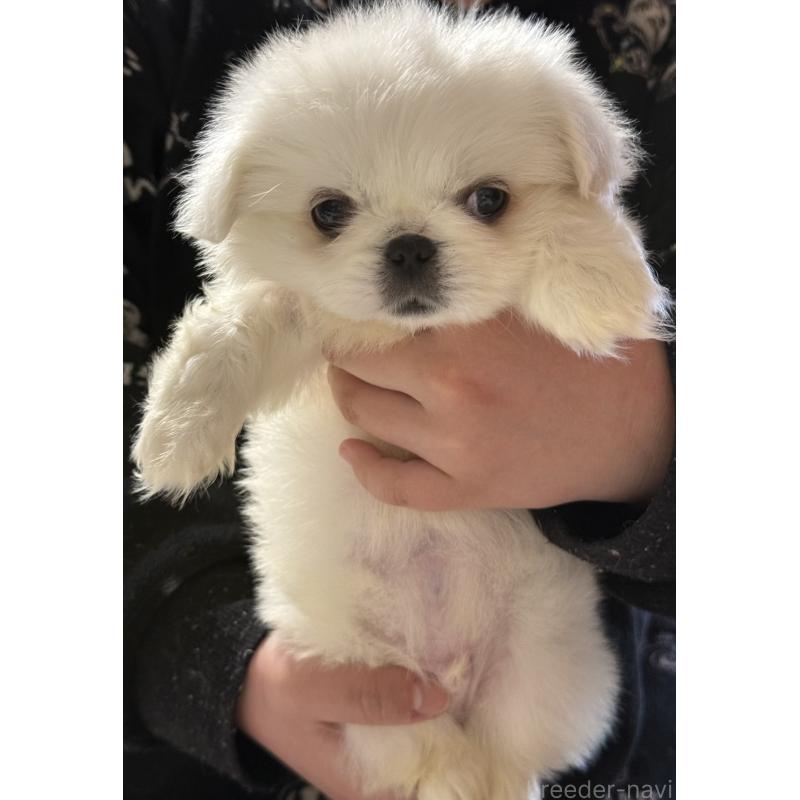 販売中の茨城県のペキニーズ-451951の2枚目