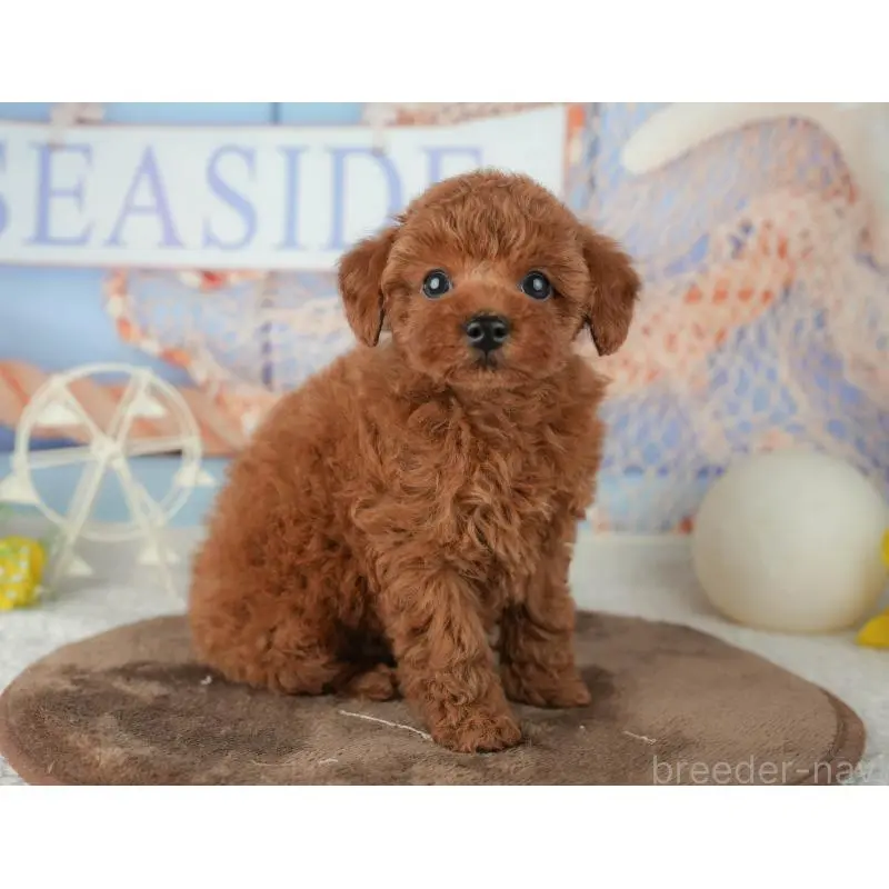 販売中の千葉県のトイプードル-451952の10枚目