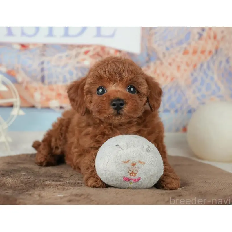 販売中の千葉県のトイプードル-451952の9枚目