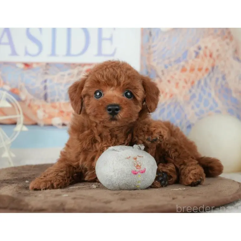 販売中の千葉県のトイプードル-451952の8枚目