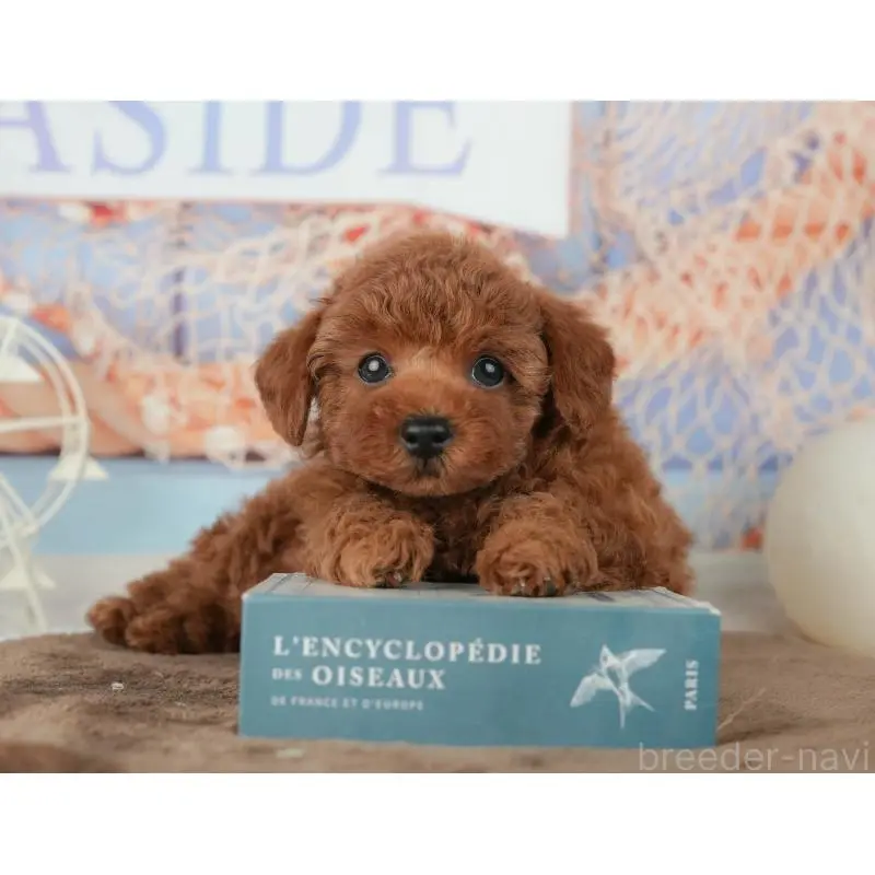 販売中の千葉県のトイプードル-451952の7枚目