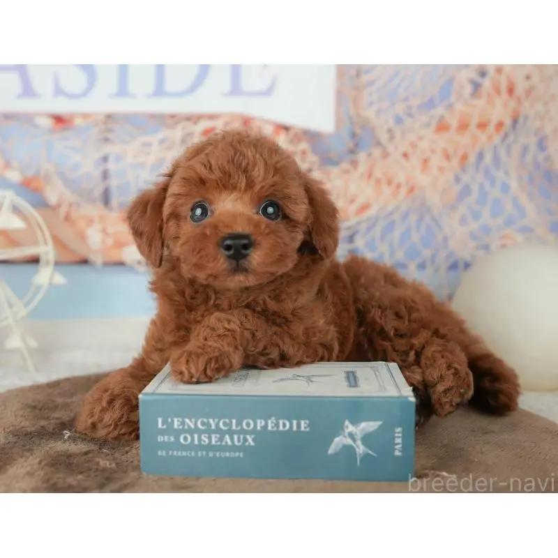 販売中の千葉県のトイプードル-451952の6枚目