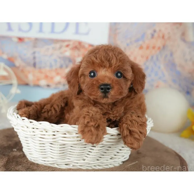 販売中の千葉県のトイプードル-451952の5枚目