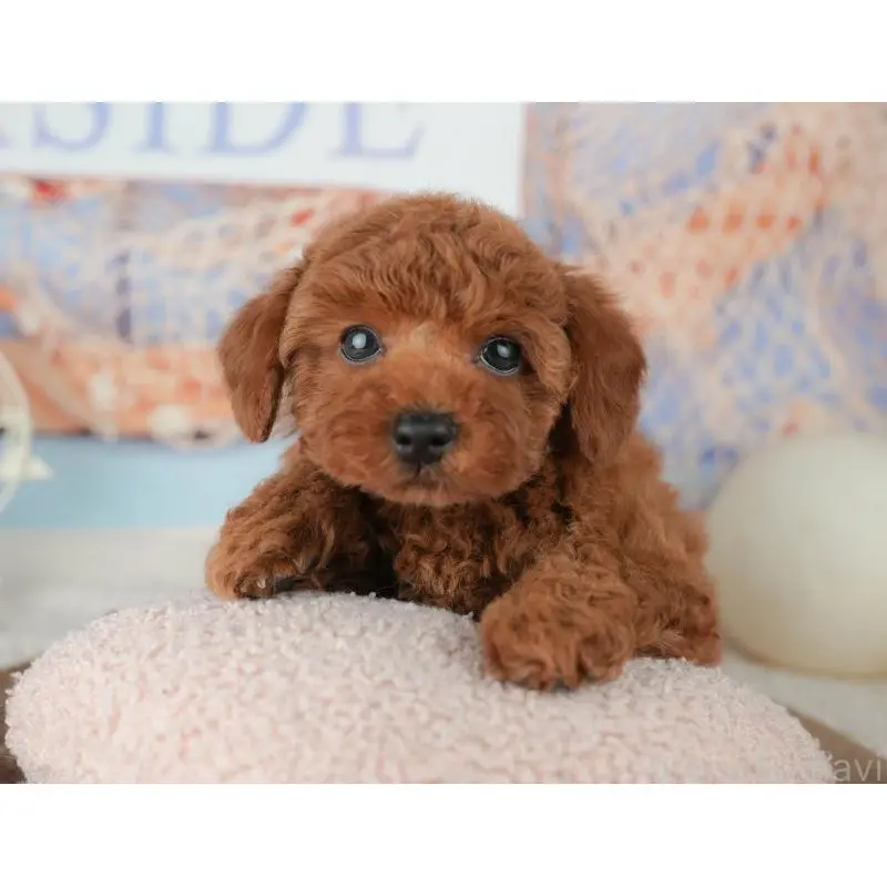 販売中の千葉県のトイプードル-451952の4枚目