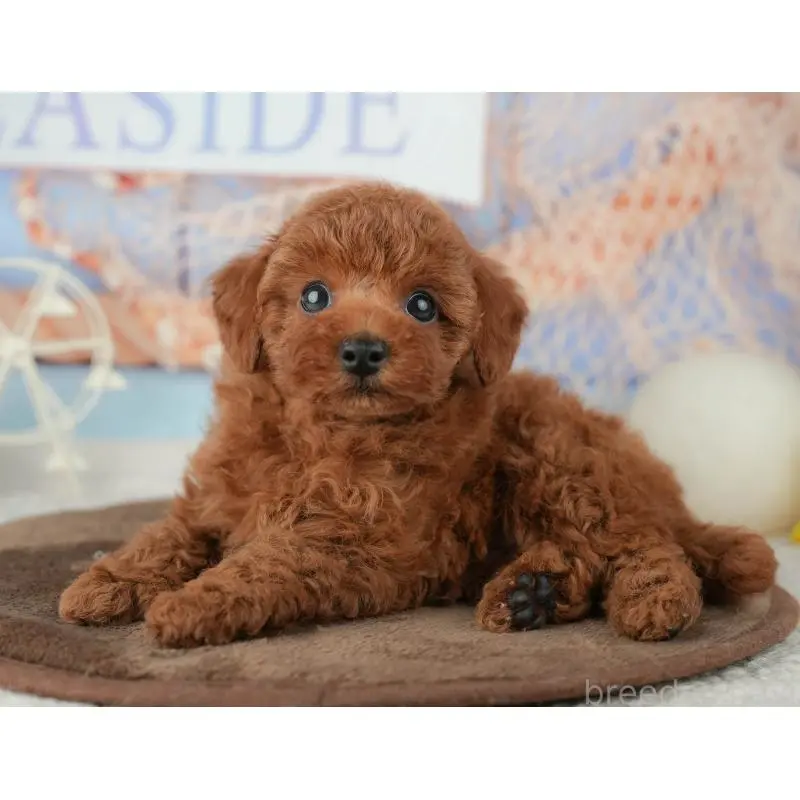 販売中の千葉県のトイプードル-451952の3枚目