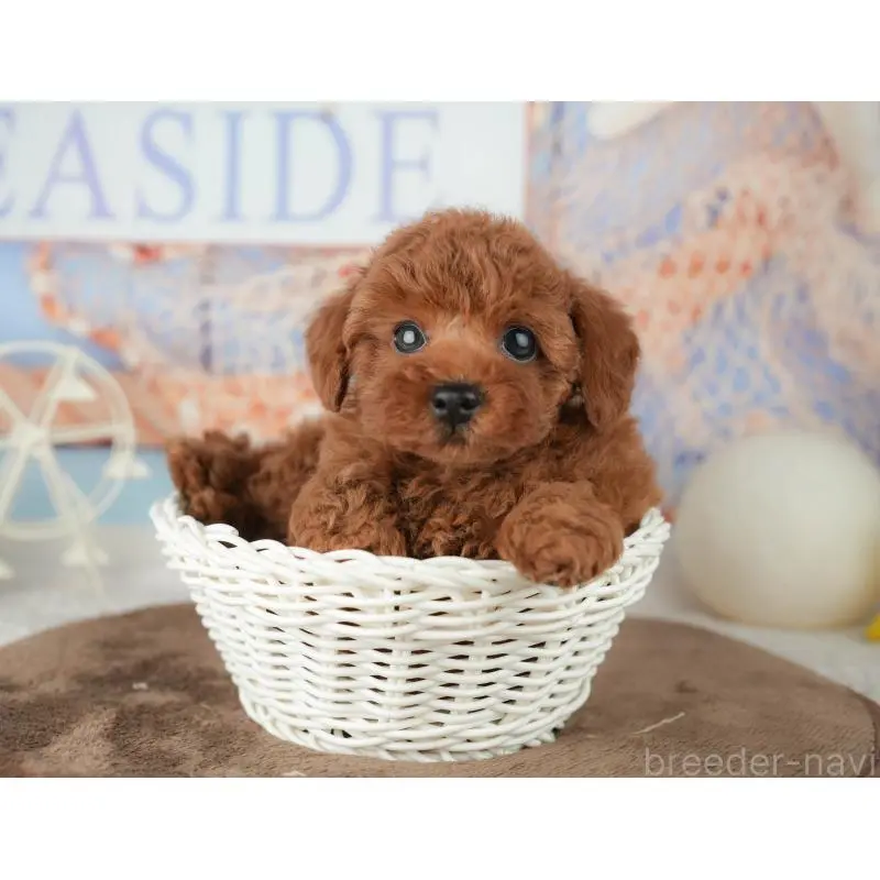 販売中の千葉県のトイプードル-451952の2枚目