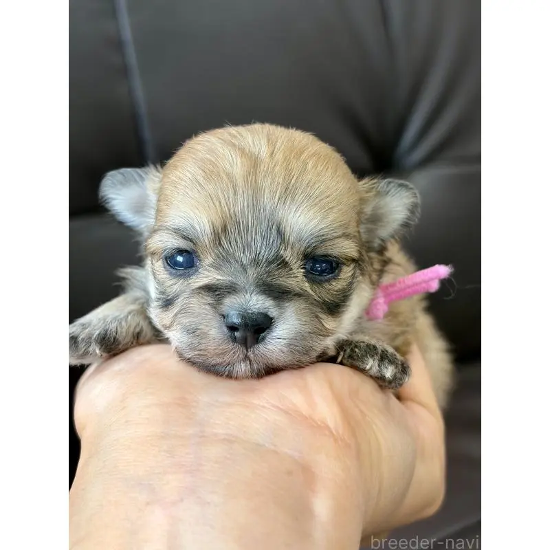 販売中の滋賀県のミックス犬-451954の5枚目