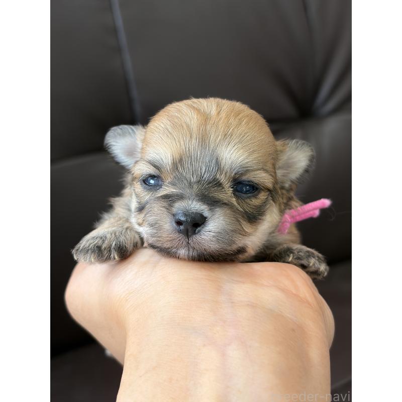 販売中の滋賀県のミックス犬-451954の4枚目