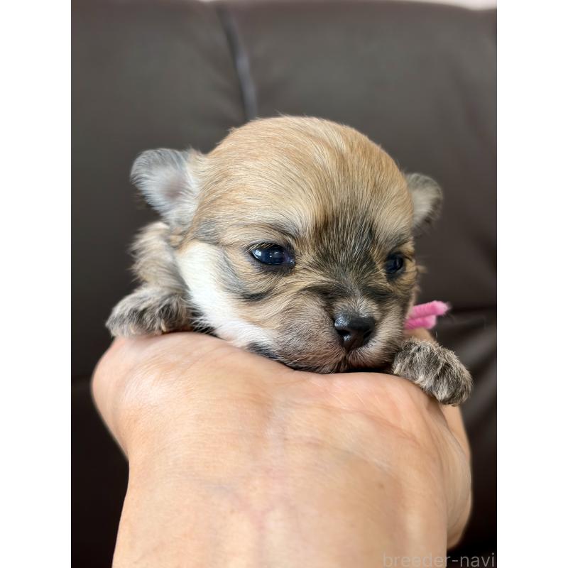 販売中の滋賀県のミックス犬-451954の3枚目