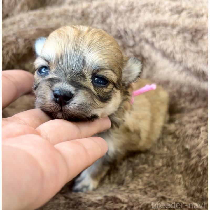 販売中の滋賀県のミックス犬-451954の2枚目