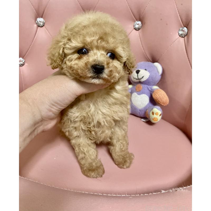 成約済の宮城県のティーカッププードル-445603の4枚目