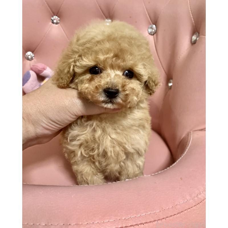 成約済の宮城県のティーカッププードル-445603の3枚目