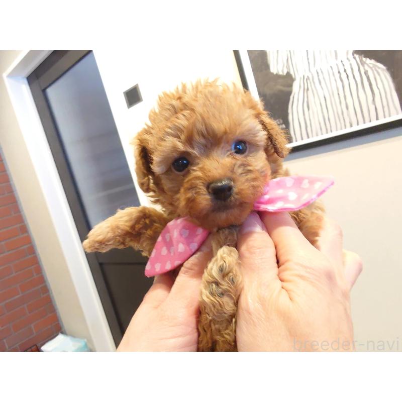 販売中の北海道のポメプー:ポメラニアン×トイプードル-446239の5枚目