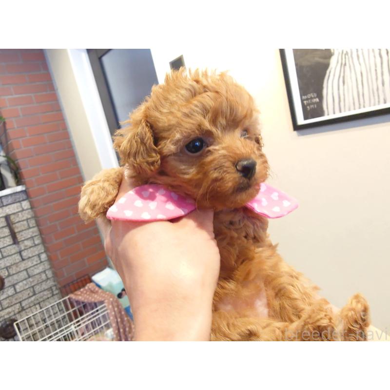 販売中の北海道のポメプー:ポメラニアン×トイプードル-446239の4枚目