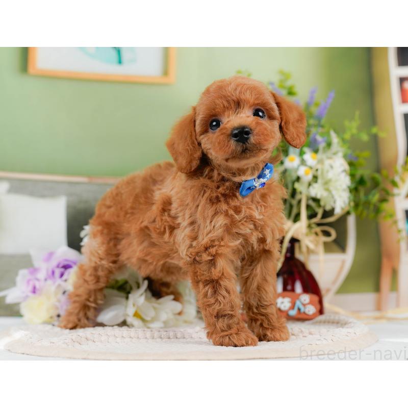 販売中の神奈川県のトイプードル-451955の15枚目