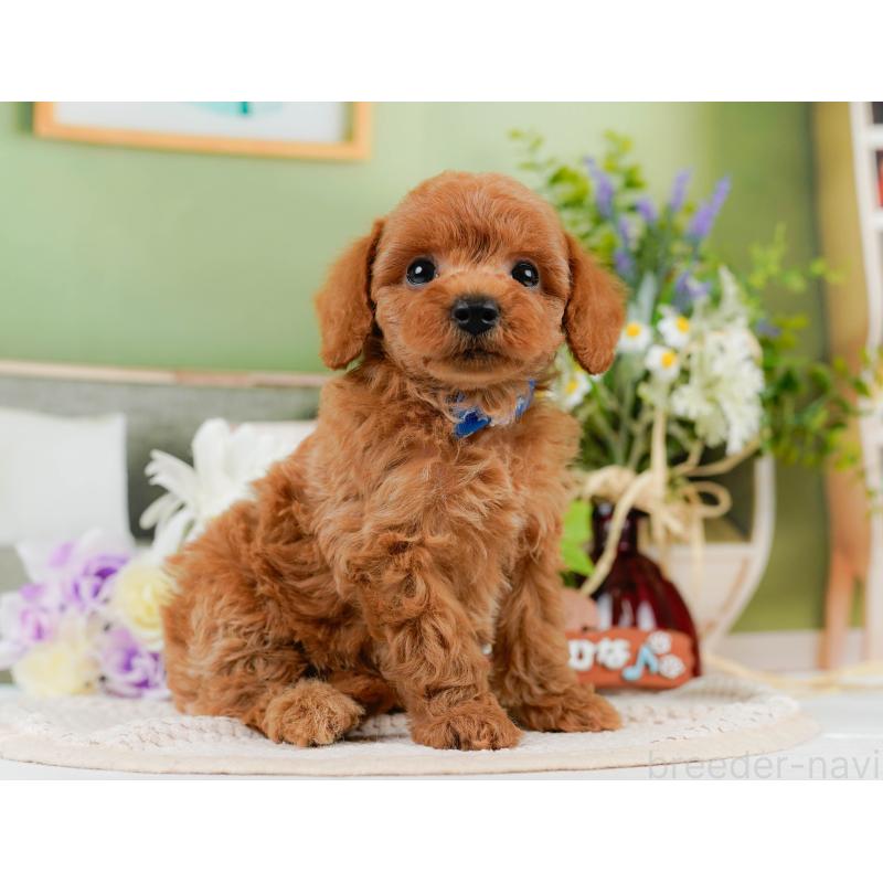 販売中の神奈川県のトイプードル-451955の14枚目