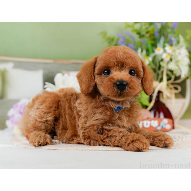 販売中の神奈川県のトイプードル-451955の13枚目