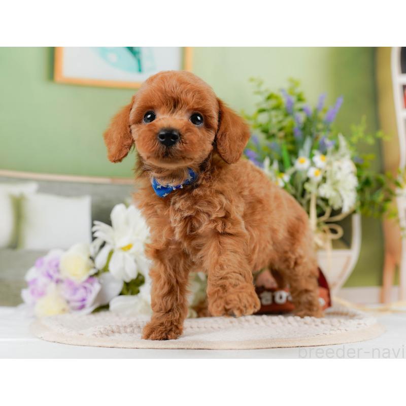 販売中の神奈川県のトイプードル-451955の12枚目