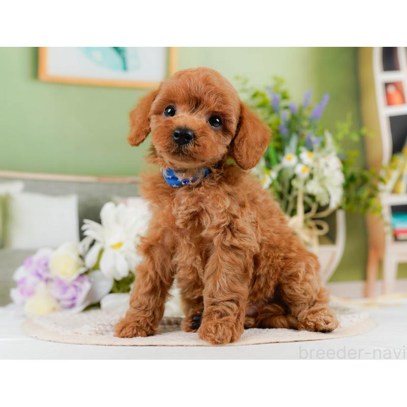 販売中の神奈川県のトイプードル-451955の11枚目