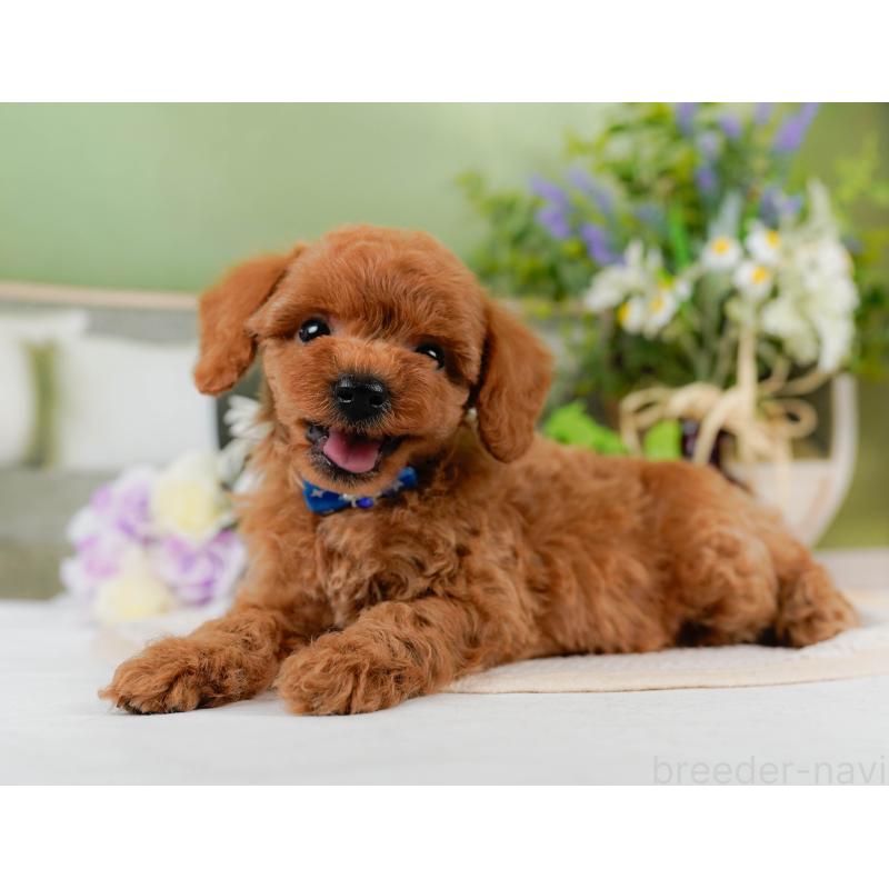 販売中の神奈川県のトイプードル-451955の10枚目