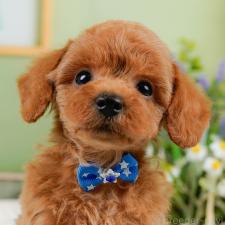 ♀︎トイプードル