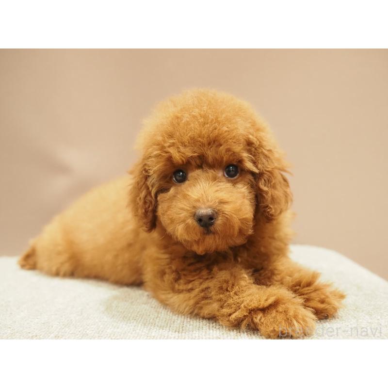 商談中の愛知県のトイプードル-442630の8枚目